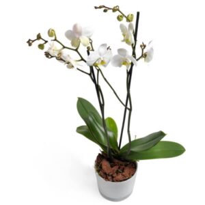 Blændende Phalaenopsis